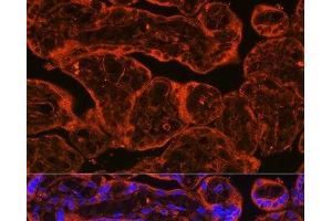 Immunofluorescence analysis of Human placenta using FSTL1 Polyclonal Antibody at dilution of 1:100. (FSTL1 anticorps)