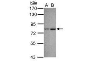 Image no. 3 for anti-Chromodomain Protein, Y-Like (CDYL) (AA 1-544) antibody (ABIN1497464) (CDYL anticorps  (AA 1-544))