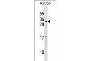 RNASE9 Antibody (C-term) (ABIN1881753 and ABIN2838836) western blot analysis in  cell line lysates (35 μg/lane). (RNASE9 anticorps  (C-Term))