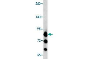 Western blot analysis of K-562 cell lysate (35 ug/lane) with MARK3 polyclonal antibody . (MARK3 anticorps  (C-Term))