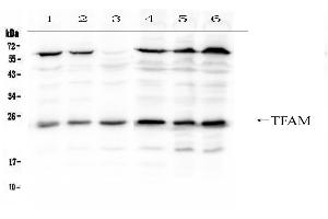 Western blot analysis of mtTFA using anti- mtTFA antibody . (TFAM anticorps  (C-Term))