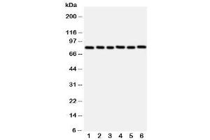 Western blot testing with MYBL2 antibody