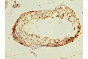 Immunohistochemistry of paraffin-embedded human testis tissue using ABIN7165246 at dilution of 1:100