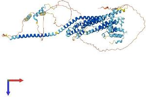 AlphaFold protein structure predicition of Human Recombinant GCFC2 Protein, UniprotID P16383