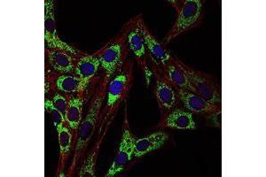 Immunofluorescence analysis of 3T3-L1 cells using HSP60 mouse mAb (green).