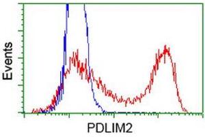 HEK293T cells transfected with either RC210022 overexpress plasmid (Red) or empty vector control plasmid (Blue) were immunostained by anti-PDLIM2 antibody (ABIN2454450), and then analyzed by flow cytometry. (PDLIM2 anticorps)