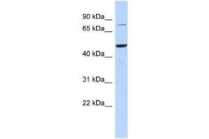 Human 721_B; WB Suggested Anti-ZSCAN1 Antibody Titration: 0. (ZSCAN1 anticorps  (Middle Region))