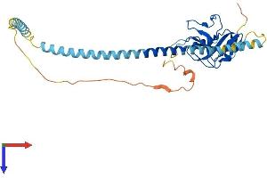 AlphaFold protein structure predicition of Human Recombinant ASGR2 Protein, UniprotID P07307