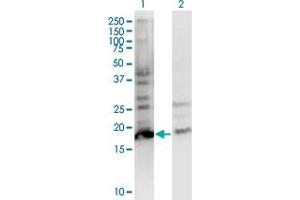 Western Blot analysis of BTF3L4 expression in transfected 293T cell line by BTF3L4 monoclonal antibody (M05), clone 2G10. (BTF3L4 anticorps  (AA 1-158))