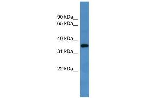 Western Blot showing Gpr88 antibody used at a concentration of 1-2 ug/ml to detect its target protein.