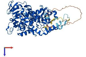 AlphaFold protein structure predicition of Mouse Recombinant Nt5c2 Protein, UniprotID Q3V1L4