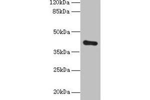 Western blot All lanes: ZDHHC4 antibody at 1.