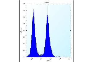 OR11L1 Antibody (C-term) (ABIN656446 and ABIN2845731) flow cytometric analysis of Jurkat cells (right histogram) compared to a negative control cell (left histogram).