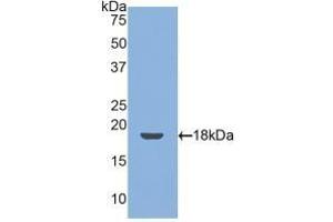 Detection of Recombinant TM, Mouse using Polyclonal Antibody to Thrombomodulin (TM) (Thrombomodulin anticorps  (AA 31-167))