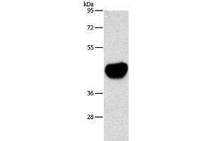 Western Blot analysis of Mouse heart tissue using ACTA2 Polyclonal Antibody at dilution of 1:800 (Smooth Muscle Actin anticorps)
