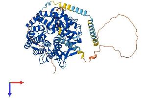 AlphaFold protein structure predicition of Human Recombinant MAN1A1 Protein, UniprotID P33908