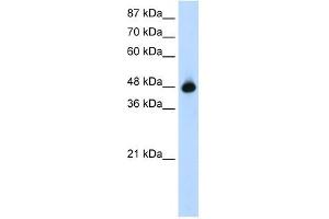 GTPBP9 antibody used at 1. (OLA1 anticorps)