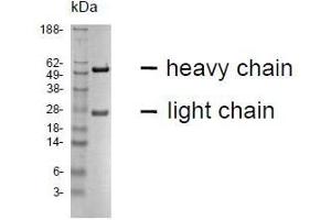 SDS-PAGE analysis of purified SU-9D5 monoclonal antibody.