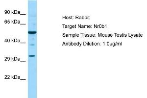 WB Suggested Anti-Nr0b1 Antibody   Titration: 1.