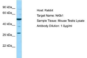 WB Suggested Anti-Nr0b1 Antibody   Titration: 1. (NR0B1 anticorps  (C-Term))