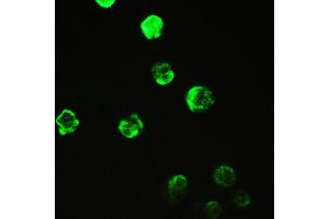 IHC analysis of Cyclophilin A using anti-Cyclophilin A antibody .