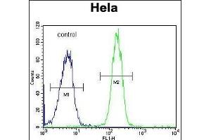 GALNT5 Antibody (N-term) (ABIN653934 and ABIN2843166) flow cytometric analysis of Hela cells (right histogram) compared to a negative control cell (left histogram). (GALNT5 anticorps  (N-Term))