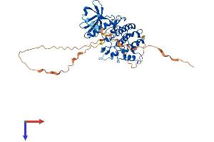 AlphaFold protein structure predicition of Mouse Recombinant Sbk1 Protein, UniprotID Q8QZX0