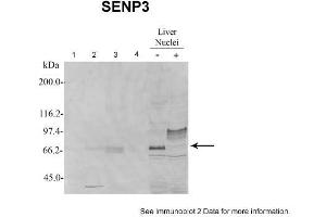 Sample Type: 1. (SENP3 anticorps  (N-Term))