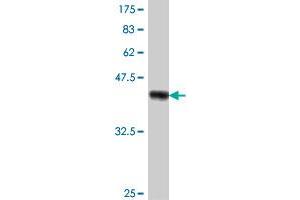 Western Blot detection against Immunogen (37.