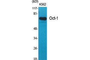 Western Blot (WB) analysis of specific cells using Oct-1 Polyclonal Antibody. (Oct-1 anticorps  (N-Term))