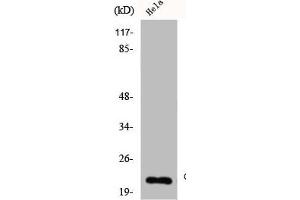 Western Blot analysis of HELA cells using Claudin-4 Polyclonal Antibody (Claudin 4 anticorps  (C-Term))