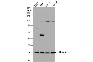 WB Image PSMA5 antibody detects PSMA5 protein by western blot analysis. (PSMA5 anticorps  (Center))