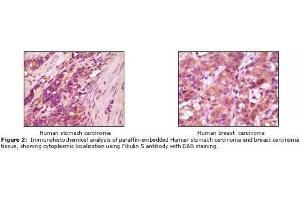 Image no. 1 for anti-Fibulin 5 (FBLN5) antibody (ABIN232102) (Fibulin 5 anticorps)