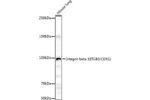 Western blot analysis of extracts of Mouse lung, using Integrin beta 3 (ITGB3/CD61) antibody (ABIN6127571, ABIN6142583, ABIN6142585 and ABIN6213608) at 1:1000 dilution. (Integrin beta 3 anticorps  (AA 609-788))