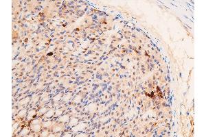 ABIN6267066 at 1/200 staining mouse gastric tissue sections by IHC-P.