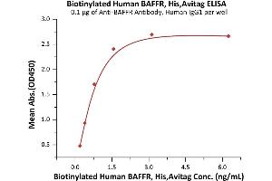 Immobilized A Antibody, Human IgG1 at 1 μg/mL (100 μL/well) can bind Biotinylated Human BAFFR, His,Avitag (ABIN6972952) with a linear range of 0.