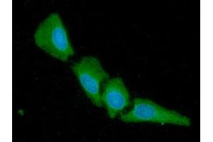 ICC/IF analysis of 14-3-3 gamma in HeLa cells line, stained with DAPI (Blue) for nucleus staining and monoclonal anti-human 14-3-3 gamma antibody (1:100) with goat anti-mouse IgG-Alexa fluor 488 conjugate (Green).