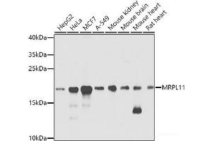 Western blot analysis of extracts of various cell lines using MRPL11 Polyclonal Antibody at dilution of 1:1000. (MRPL11 anticorps)
