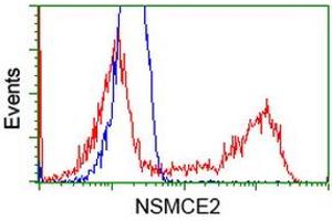 HEK293T cells transfected with either RC207639 overexpress plasmid (Red) or empty vector control plasmid (Blue) were immunostained by anti-NSMCE2 antibody (ABIN2453381), and then analyzed by flow cytometry. (NSMCE2 anticorps)