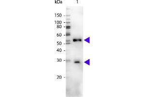 Western blot of Peroxidase conjugated Chicken Anti-Mouse IgG secondary antibody. (Poulet anti-Souris IgG (Heavy & Light Chain) Anticorps (HRP))