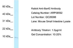 Western Blotting (WB) image for anti-Barrier To Autointegration Factor 2 (BANF2) (N-Term) antibody (ABIN2787754) (Banf2 anticorps  (N-Term))