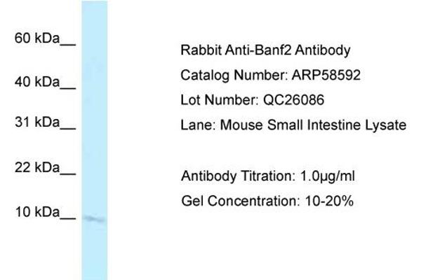 Banf2 anticorps  (N-Term)