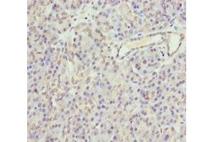 Immunohistochemistry of paraffin-embedded human pancreatic tissue using ABIN7154698 at dilution of 1:100
