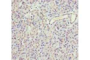 Immunohistochemistry of paraffin-embedded human pancreatic tissue using ABIN7154698 at dilution of 1:100 (GNAO1 anticorps  (AA 60-180))
