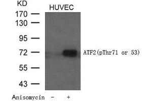 Western blot analysis of extracts from HUVEC cells untreated or treated with Anisomycin using ATF2 (Phospho-Thr71 or 53) Antibody. (ATF2 anticorps  (pThr71))