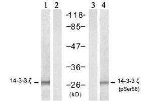 Western blot analysis of extract from NIH/3T3 cells, untreated or treated with TNF-α (20ng/ml, 5min), using 14-3-3 ζ (Ab-58) antibody (E021188, lane 1 and 2) and 14-3-3 ζ (Phospho- Ser58) antibody (E011181, lane 3 and 4). (14-3-3 zeta anticorps  (pSer58))