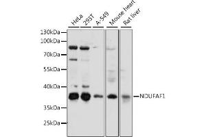 Western blot analysis of extracts of various cell lines, using NDUF antibody (ABIN7268805) at 1:1000 dilution.
