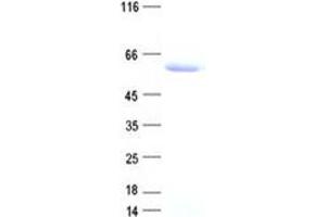 Validation with Western Blot