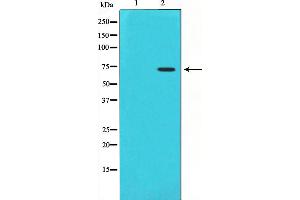 Western blot analysis on HuvEc cell lysate using Cox1 Antibody,The lane on the left is treated with the antigen-specific peptide. (PTGS1 anticorps  (C-Term))