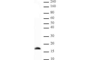 Histone H3 trimethyl Lys9 mAb (Clone 2AG-6F12-H4) tested by Western blot. (Histone 3 anticorps  (H3K9me3))